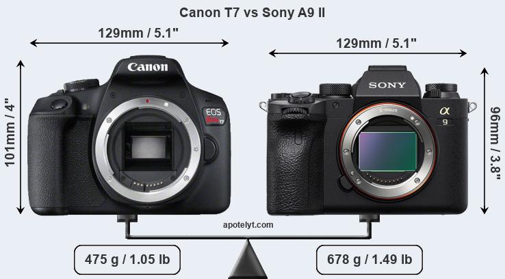 Size Canon T7 vs Sony A9 II